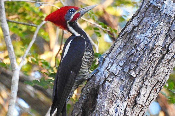 Xocen Birding - Common Questions