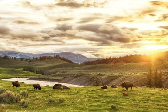 Yellowstone and Grand Teton 4 Day 3 Night Wildlife Adventure - Considerations for Lodging and Entertainment