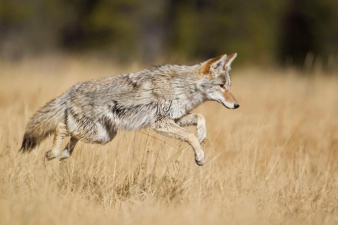 Yellowstone Custom Wildlife and Nature Tour - Reviews of the Custom Wildlife and Nature Tour