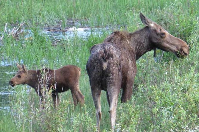 Yellowstone National Park - PRIVATE Full-Day Lower Loop Tour From Jackson Hole - Common Questions
