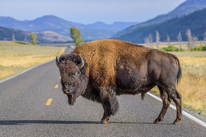 Yellowstone National Park Tour From Jackson Hole - Mixed Reviews