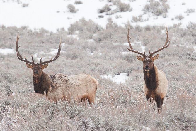 Yellowstone Snowshoe Adventure - Private Tour From Jackson Hole - Traveler Photos