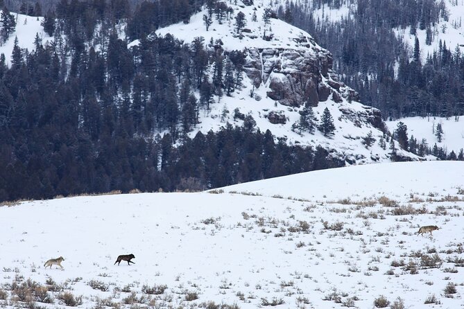 Yellowstone Snowshoe Safari From Bozeman - Private Tour - Tour Background