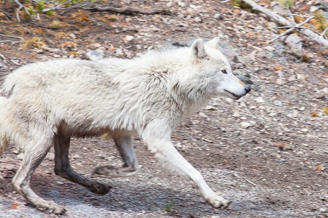 Yellowstone Wildlife Safari From Bozeman - Private Tour - Pickup Points