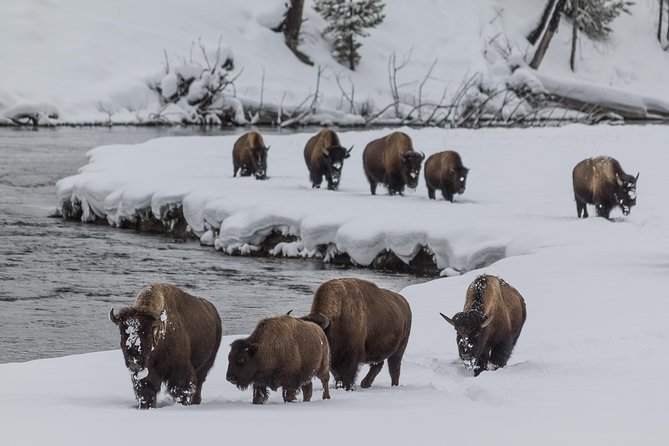 Yellowstone Winter Wildlife 4-Day Tour  - Gardiner - Pricing and Additional Information