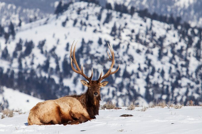 Yellowstone Winter Wildlife Safari From Bozeman - Private Tour - Traveler Reviews