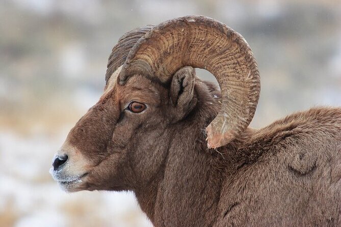 Yellowstone Winter Wildlife Safari From Bozeman - Common Questions
