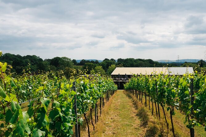 Yoga, Forest Bathing and Foraging Day Retreat Near Brighton - Nature Walk