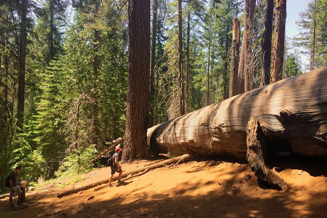 Yosemite and Giant Sequoias Day Tour - Hiking to the Sequoia Grove