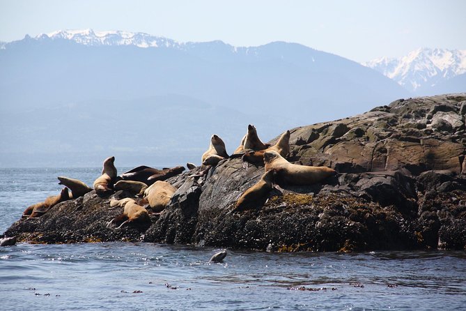 Zodiac Marine Wildlife Excursion From Victoria - Convenient Pickup and Cancellation Policy