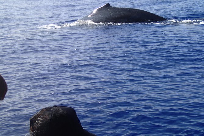 Zodiac Raft Whale Watching Adventure - Location and Meeting Point