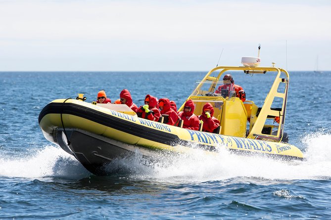 Zodiac Whale Watching Adventure From Victoria - Testimonials From Captain and Tour Guide