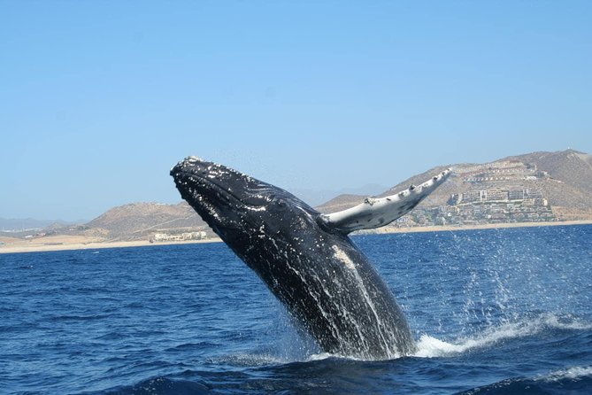 Zodiac Whale-Watching Adventure in Los Cabos - Booking Information