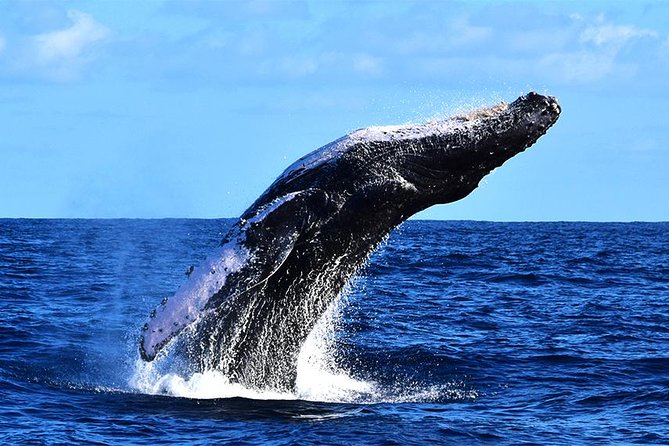Zodiac Whale Watching Adventure - Incl FREE Photos & Whale Sightings Guarantee - Directions