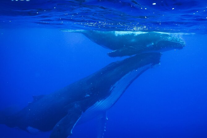 5h Respectful Whale Excursion Complete