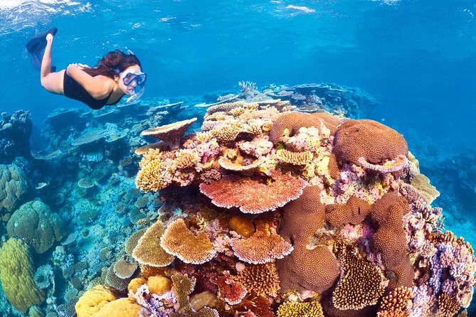 6-Day Best of Cairns Including the Great Barrier Reef, Kuranda and the Daintree Rainforest