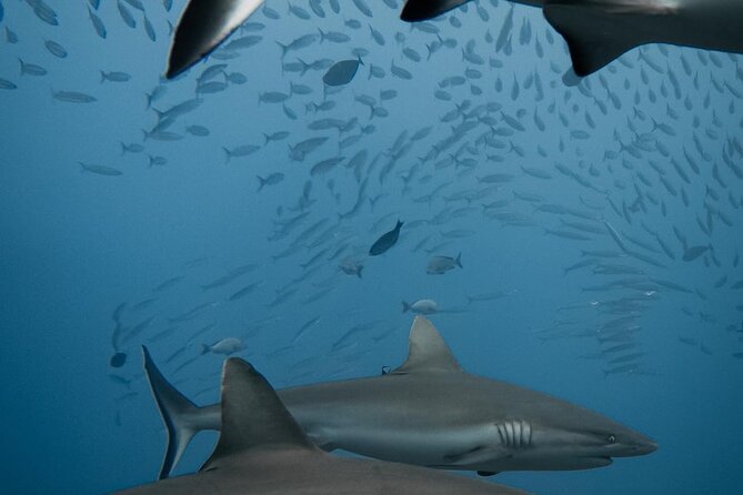 6 Dives Package