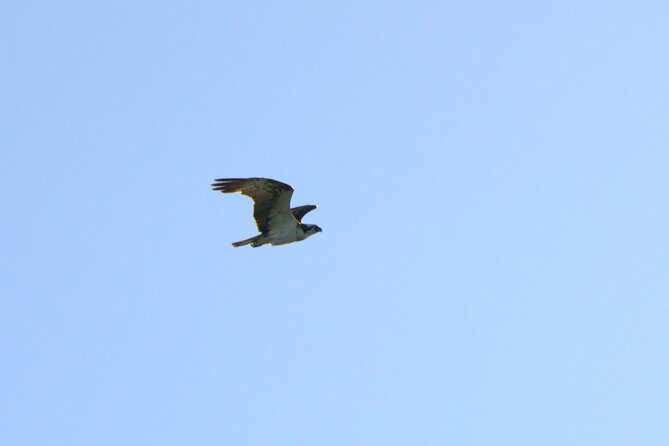 6 Hour Boat Tour Navegating Through the Islands of Ria Formosa National Park
