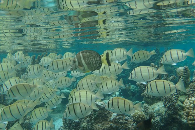 1/2 Day Tahaa Coral Garden - Departure Raiatea / Ideal for Cruise Passengers - Lack of Historical Information