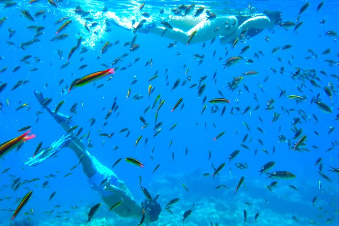 1 Day Espiritu Santo Island Wonders, Sea Lions and Paddleboard Adventure - Common Questions