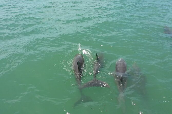 1-Hour Dolphin Sightseeing Adventure Cruise From Madeira Beach - Common Questions