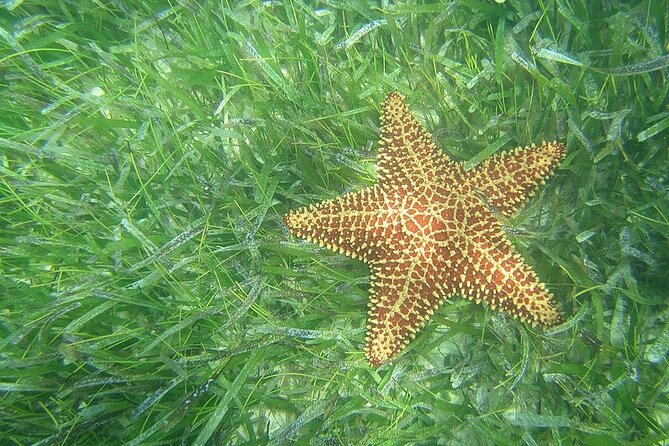 1-Hour Pedal Kayak Guided Adventure Tour in Condado Lagoon - Safety Guidelines and Tips