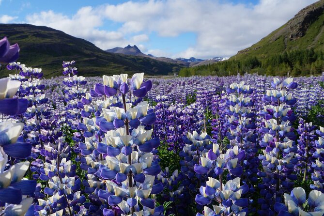 10 Days Iceland Ring Road In-depth Private Tour - Knowledgeable and Experienced Guide