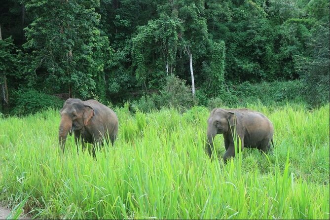 2 Day Adventure of Elephants Sanctuary Jungle Trek & Bamboo Raft - The Sum Up