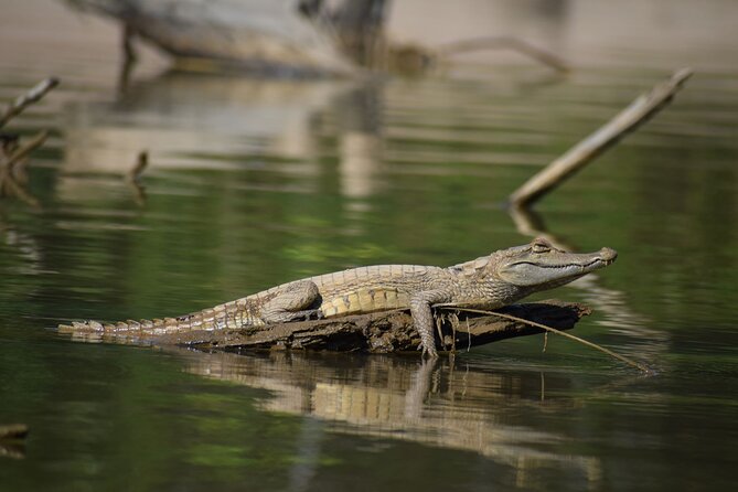 2-Day Jungle Tour: Lake Sandoval, Monkey Island, Hikes, Caiman, & Clay Lick - The Sum Up