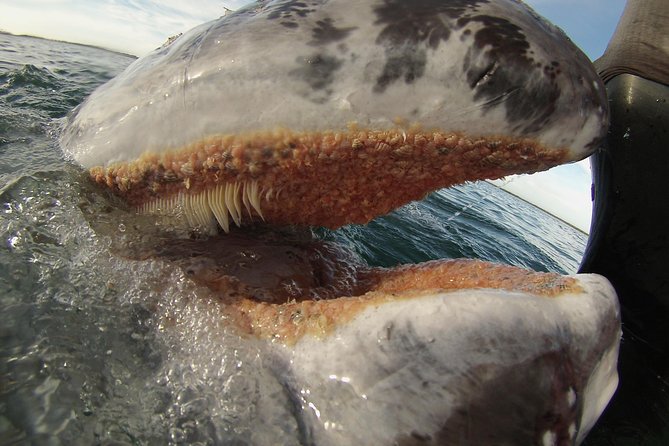 2-Day Magdalena Bay Gray Whale Van Tour - Marine Biologist Guide