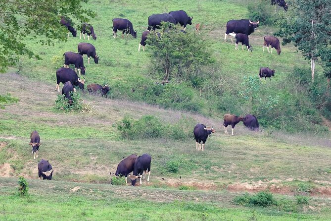 2-Days Private Tour: Kui Buri Wildlife Safari & Sam Roi Yod National Park - The Sum Up