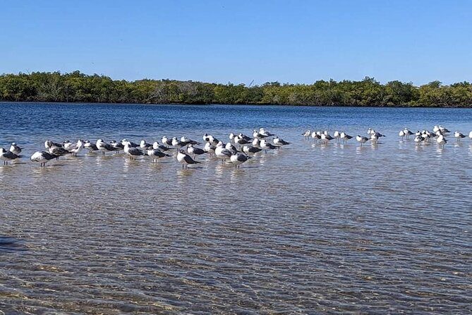 2 Hours Kayak Eco Tour in Tarpon Springs - The Sum Up