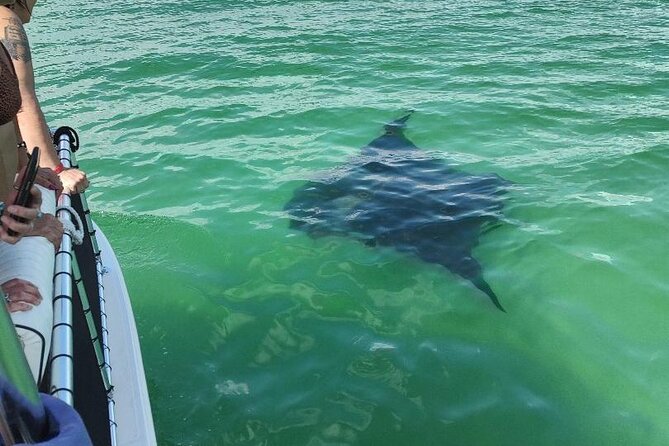2 Hours Swim With the Dolphins in Panama City - Common Questions
