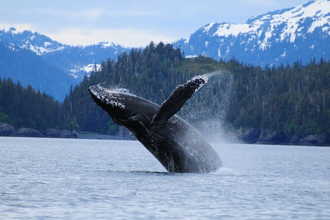 26 Glacier Cruise and Coach From Anchorage, AK - The Sum Up