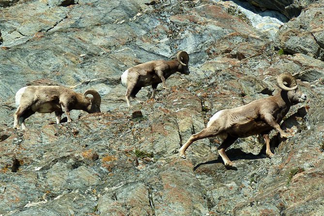 3-Day Rocky Mountains Athabasca Tour From Banff - The Sum Up