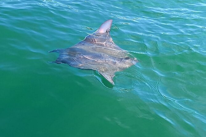 3-Hour Dolphin Watching Experience in Puerto Escondido - The Sum Up