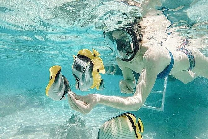 3-hour Lagoon Snorkeling Tour - Shared Tour - Tour Highlights and Experience