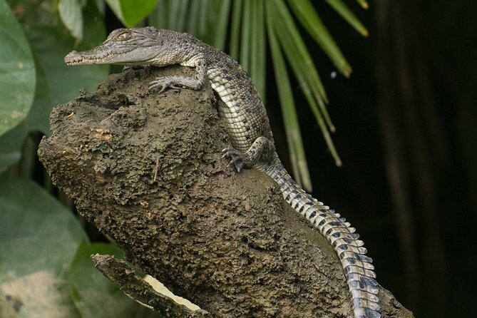 3B Daintree Rainforest, Mossman Gorge, Crocodile Wildlife Cruise - Common Questions