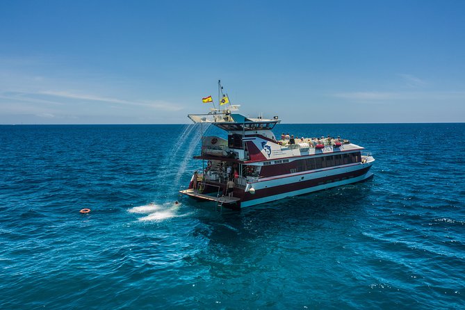3H Catamaran Dolphin & Whale Watching! Drinks, Swimming & Lunch - Common Questions