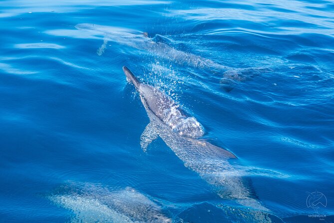 3h Dolphin and Snorkeling Tour in a Wild Lagoon With Mobydick - Good To Know