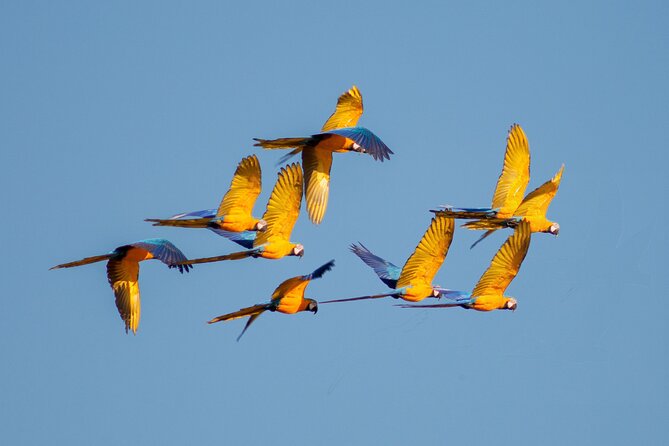 4 Days Tour to Tambopata National Reserve - Common Questions