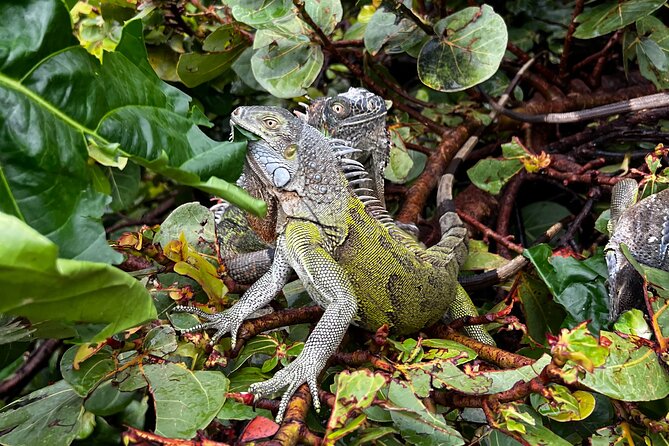 4-Hour Guided ATV/QUAD Tour of Sint Maarten/St. Martin - The Sum Up