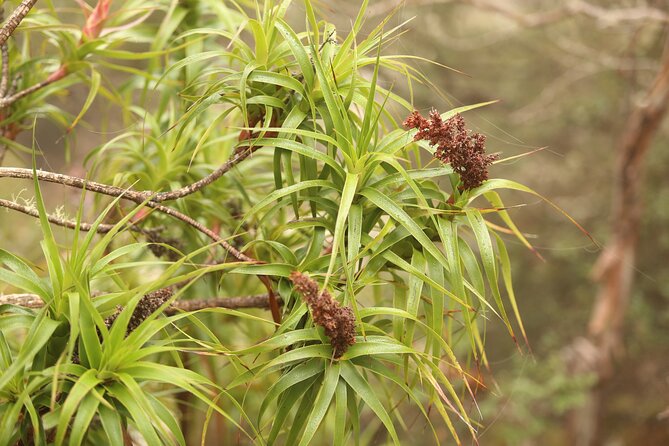 4-Hour Mt Wellington Arrival Tour With Organ Pipes Walk - Common Questions