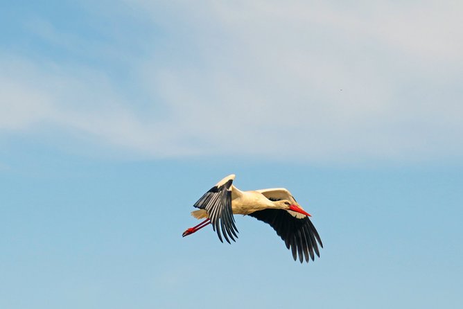 4-Hour Private Boat Tour in Ria Formosa - Common Questions