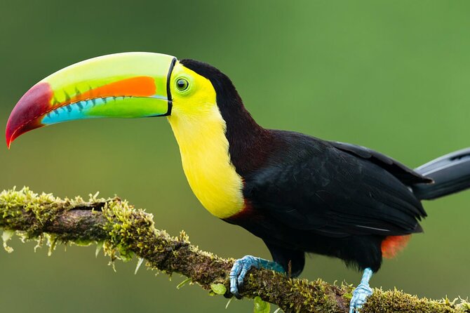 5-Day All Inclusive Guided Jungle Tour From Iquitos at Maniti Eco-Lodge - Tour Pricing and Booking Details