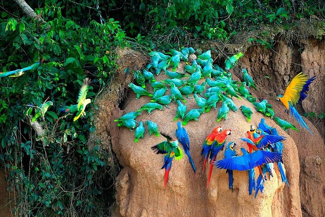 5-Day Tambopata National Reserve Tour of the Peruvian Amazon  - Puerto Maldonado - Common Questions