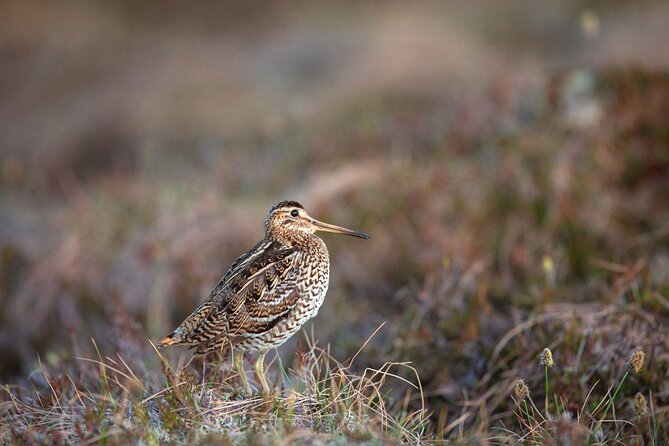 5-Hour Sweden Private Guided Evening Hike Spotting the Lek: the Great Snipe - Common Questions