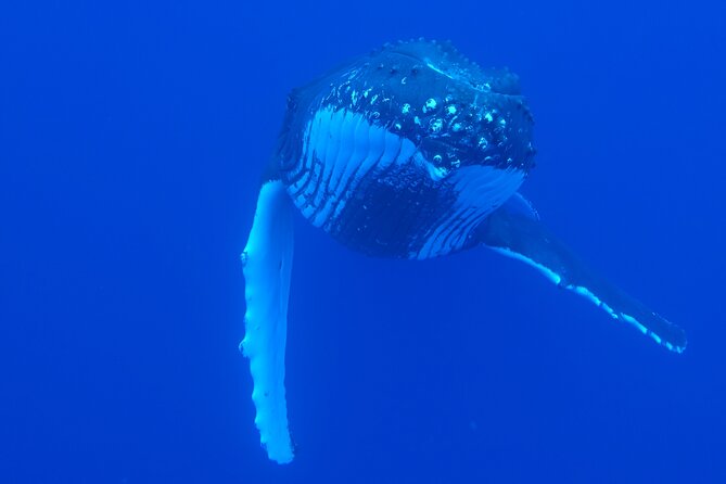5h Respectful Whale Excursion Complete - Additional Information and Resources