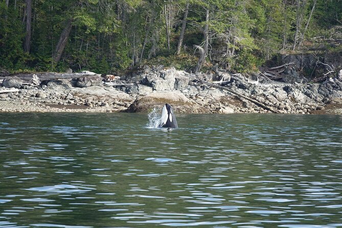 6 Hour Zodiac Whale Watching Tour - Traveler Reviews and Ratings