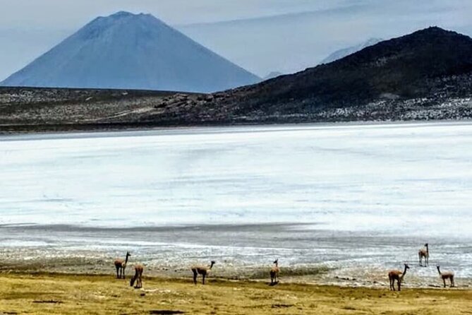 8-Hours Tour in Arequipa Laguna De Salinas With Pick-Up - The Sum Up